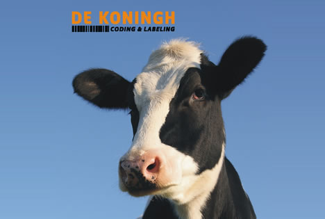 koningh-koe