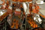 ishida-tomaten
