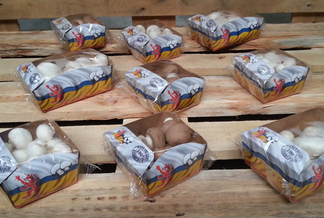 Sijpelen Pardon Cirkel Schrama Champignons onderscheidt zich door flowpack met handvat van Ulma Packaging | Pack Online Sijpelen Pardon Cirkel Schrama Champignons onderscheidt zich door flowpack met handvat van Ulma Packaging | Pack Online