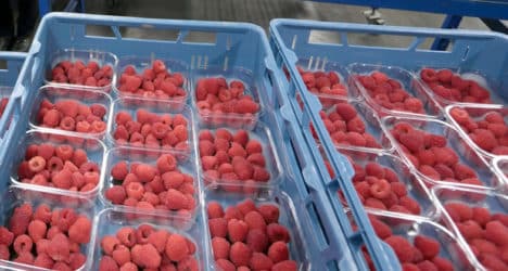 berry-packing-468x250.jpg