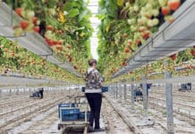 Nederlandse industrie verbruikt minder aardgas in eerste halfjaar
