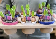 Sierteeltsector versterkt toekomst met duurzamere verpakkingen