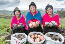 ecuador-aardappel