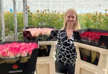 FloraHolland en Marjoland zorgen voor minder karton in keten