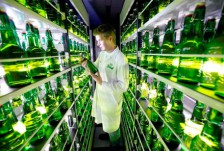 grolsch