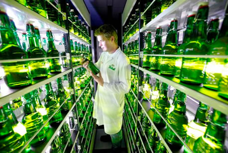 grolsch