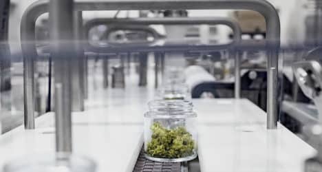 ishida-cannabis-468x250.jpg