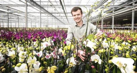 kidv-stolkflora-468x250.jpg