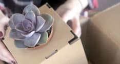 mondi-floralbox-234x125.jpg