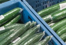 Oerlemans Plastics: Komkommer leeft langer in CO2 besparende jas