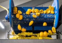 Consortium investeert tien miljoen euro in grootste schillenfabriek van Europa