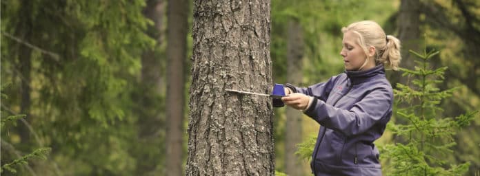pefc-hout-xl