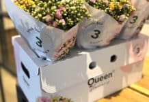 DS Smith ontwikkelt duurzame boeketdoos voor Queen Flowers