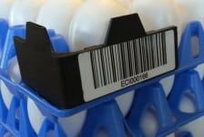 twinpack-sp-egg