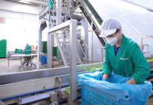 Coöperatie Fincas Bethengara kiest voor verpakkingsmachine van Ulma
