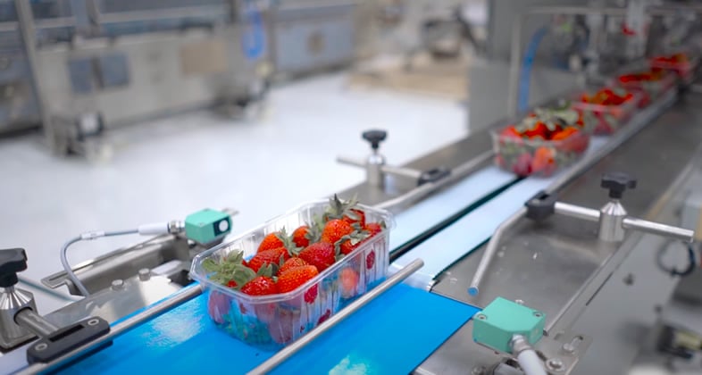 ulma-strawberry-1.jpg