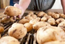 Coronasteun heeft prijzen van diepvries aardappelproducten niet beïnvloed