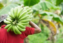 WUR acht afgekeurde bananen geschikt als grondstof voor bioplastics