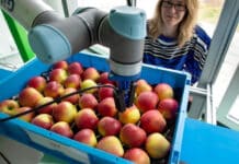 WUR gaat uitdaging aan salade maken met slimme robots